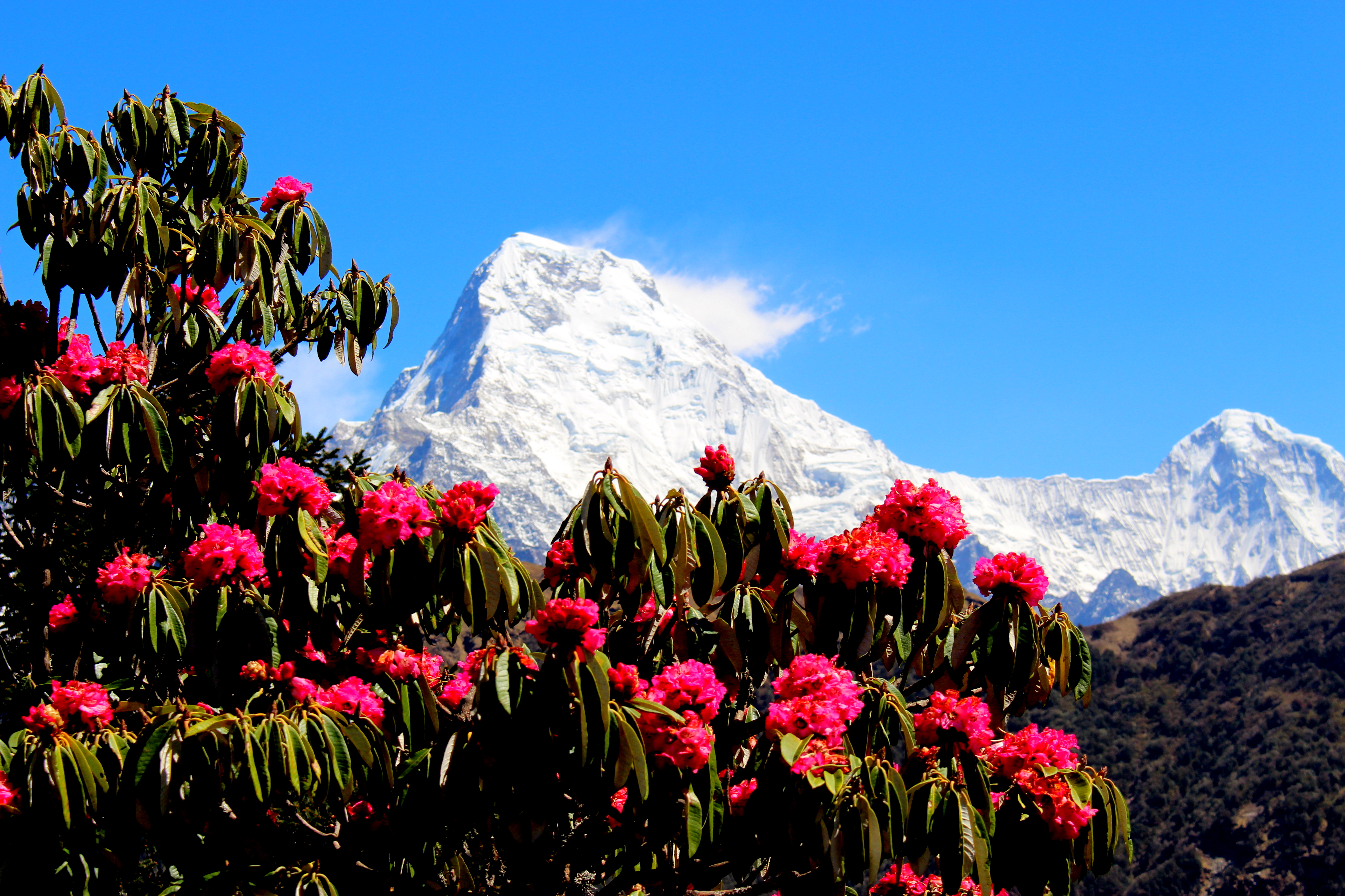 Dense_rhododendron_forests_with_background_of_Machapuchare_mountain