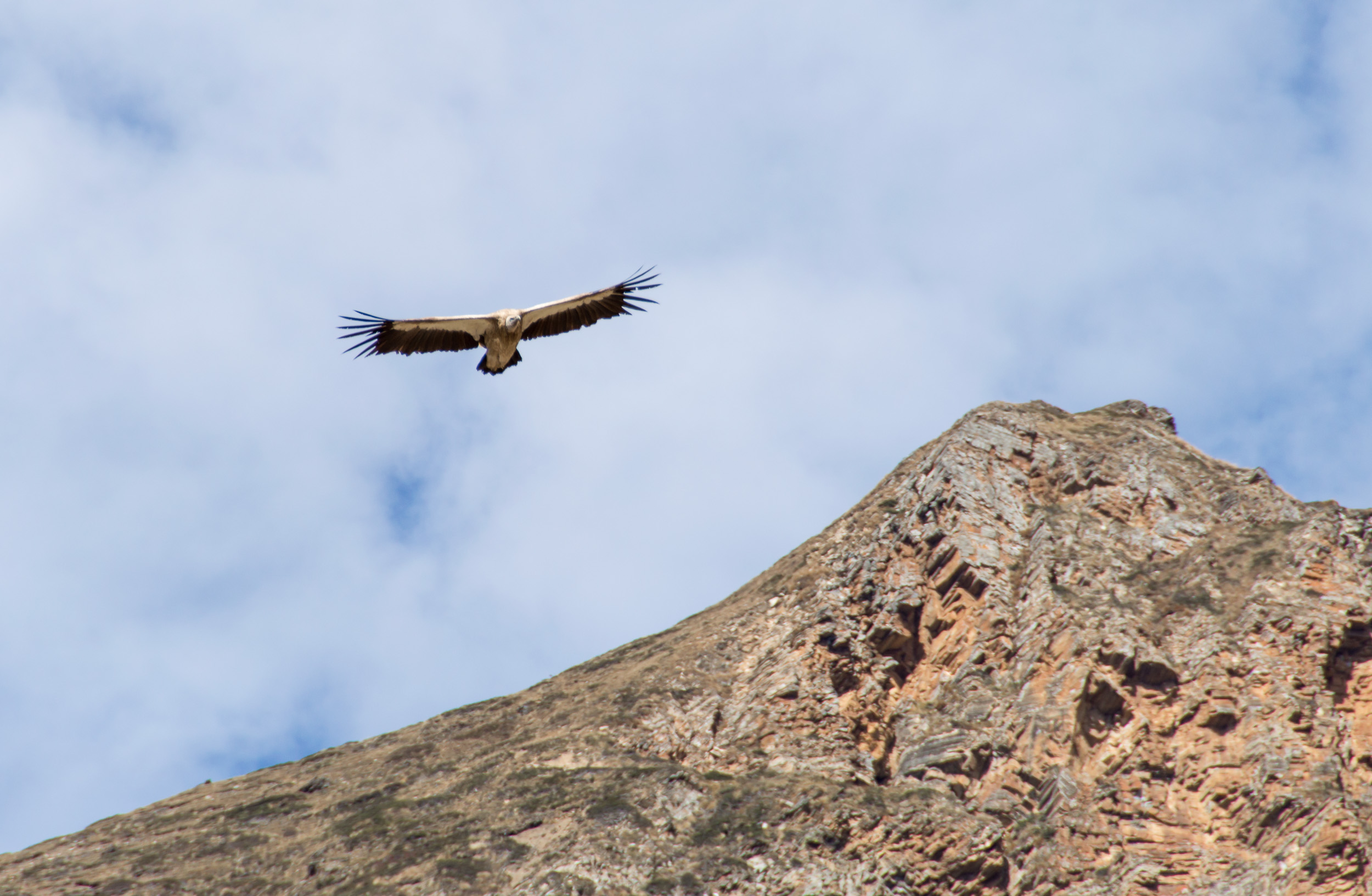 Volture_-_Annapurna_Circuit,_Nepal_-_panoramio