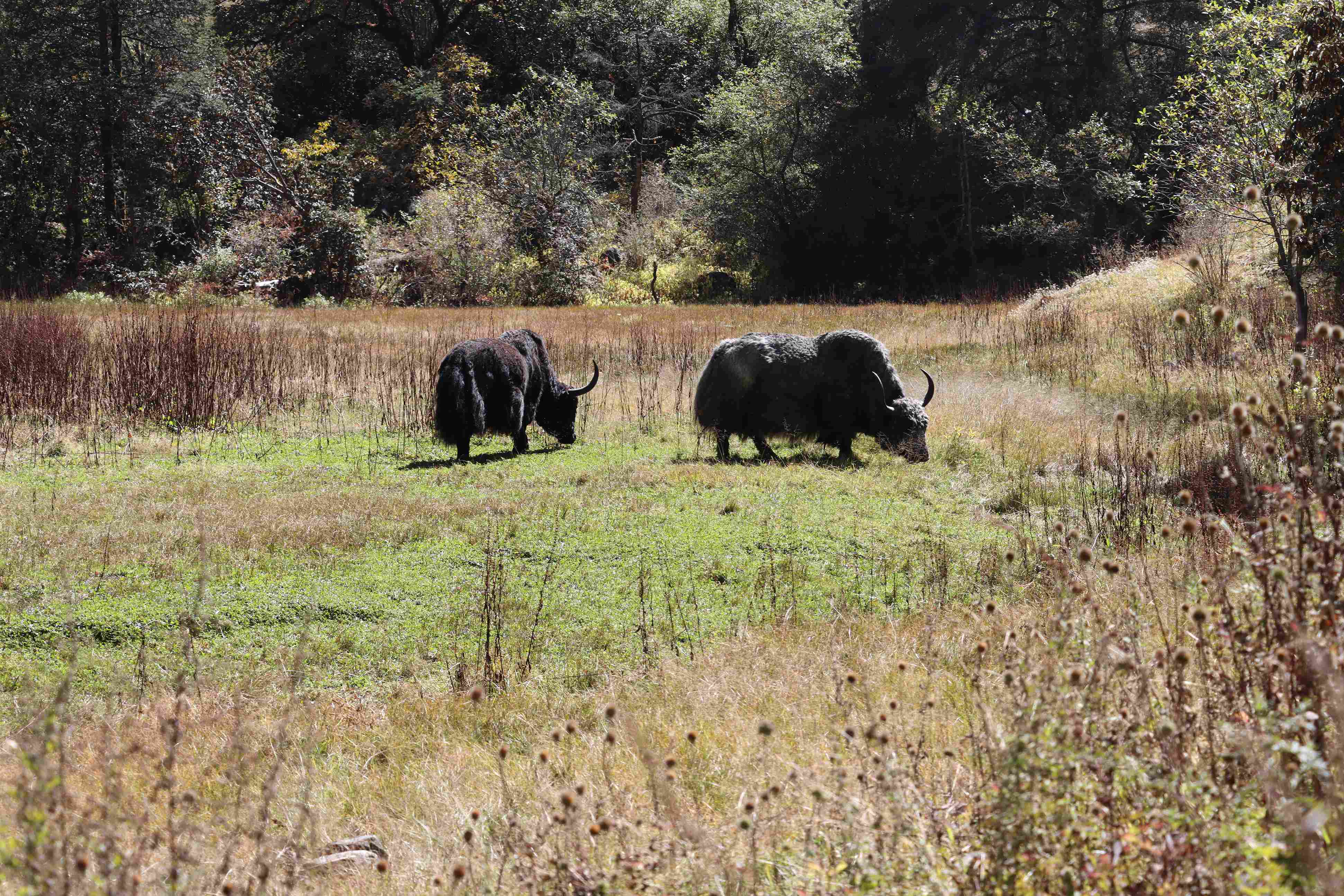 Yak on the way to Ghodatabela